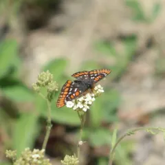 Gillett's Checkerspot thumbnail 4