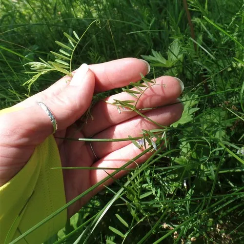 Lentil Vetch