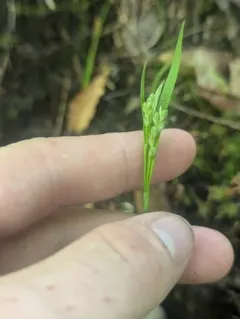 Necklace Spike Sedge thumbnail 4