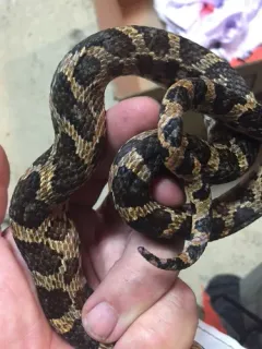 Snake Fungal Disease thumbnail 4