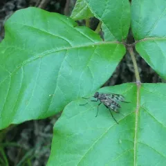 Common Snipe Fly thumbnail 3