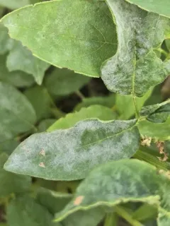 Erysiphe diffusa thumbnail 3