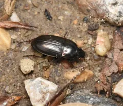 Amara convexa thumbnail 2
