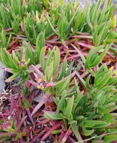 sea fig thumbnail 4