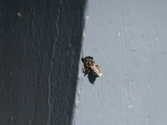 White-fronted Small-Mason thumbnail 3