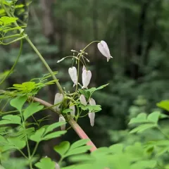 climbing fumitory thumbnail 4