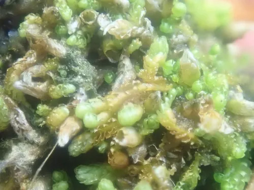Lesser Notchwort