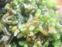 Lesser Notchwort thumbnail 1