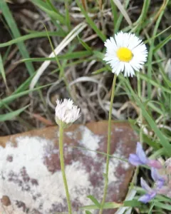 trailing fleabane thumbnail 4