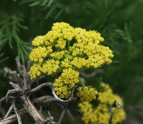 slender wildparsley