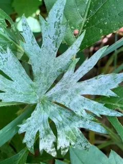 Erysiphe aquilegiae thumbnail 3