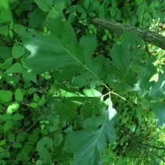 bur oak thumbnail 2