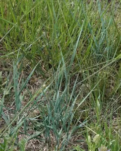 Western Wheatgrass thumbnail 3