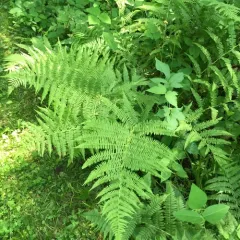 northern lady fern thumbnail 5