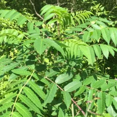 smooth sumac thumbnail 1
