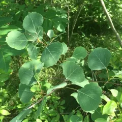 quaking aspen thumbnail 4