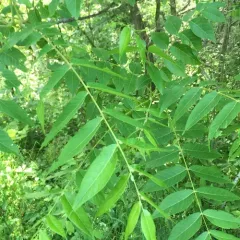 eastern black walnut thumbnail 2