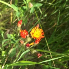 orange hawkweed thumbnail 4