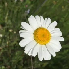 oxeye daisy thumbnail 3