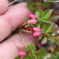 dwarf bilberry thumbnail 3