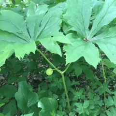 mayapple thumbnail 3