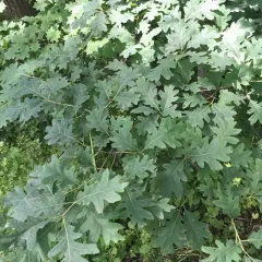 white oak thumbnail 4