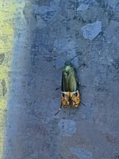 Lepidotarphius perornatella thumbnail 4