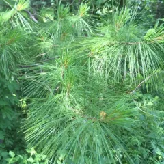 eastern white pine thumbnail 4