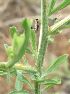 Knapweed Gall Fly thumbnail 4