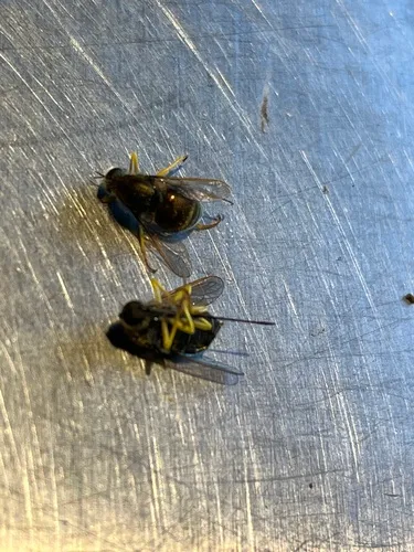 Eulonchus smaragdinus