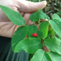 American fly-honeysuckle thumbnail 4