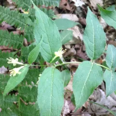 northern bush honeysuckle photo