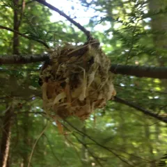 Blue-headed Vireo thumbnail 4