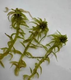 Streamside Sphagnum thumbnail 3