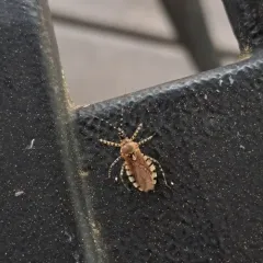 Ringed Assassin Bug thumbnail 4