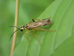 Tenthredo verticalis thumbnail 4