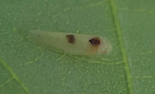 Empoa albicans