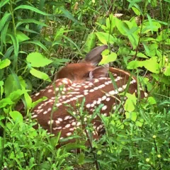 White-tailed Deer photo