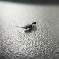 Hyptia harpyoides thumbnail 2