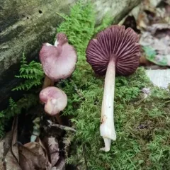 Mycena rutilantiformis thumbnail 3