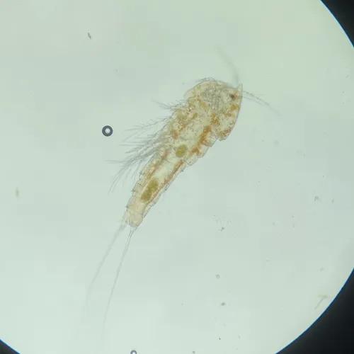 Attheyella illinoisensis