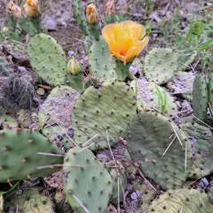 Eastern Pricklypear thumbnail 4