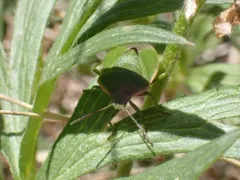 Chlorochroa granulosa thumbnail 2