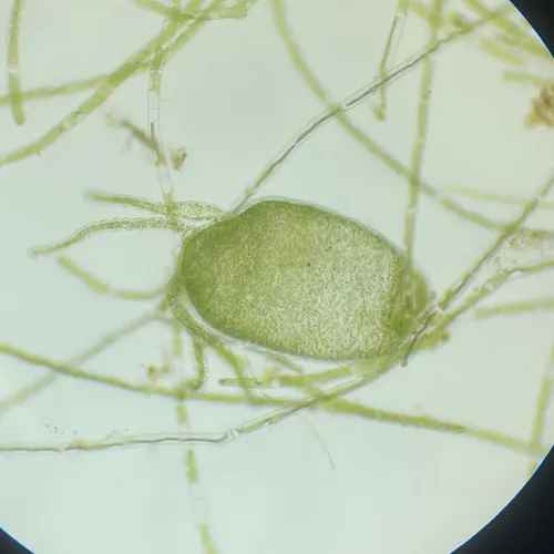 Green Hydra