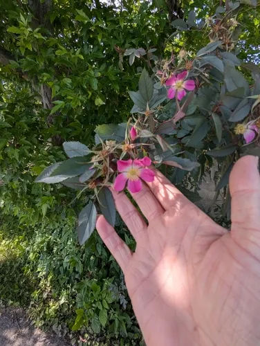 Red-leaved Rose