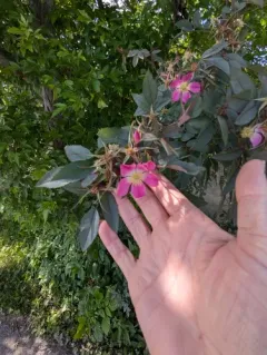 Red-leaved Rose thumbnail 1