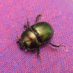 Splendid Earth-boring Beetle thumbnail 3