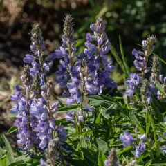 silvery lupine thumbnail 4
