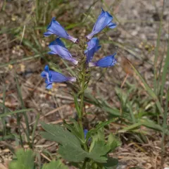 Rocky Mountain beardtongue thumbnail 4