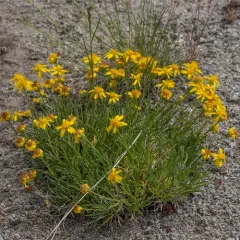 Stemless Mock Goldenweed thumbnail 2